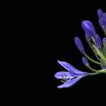Agapanthus