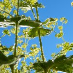Alchemilla