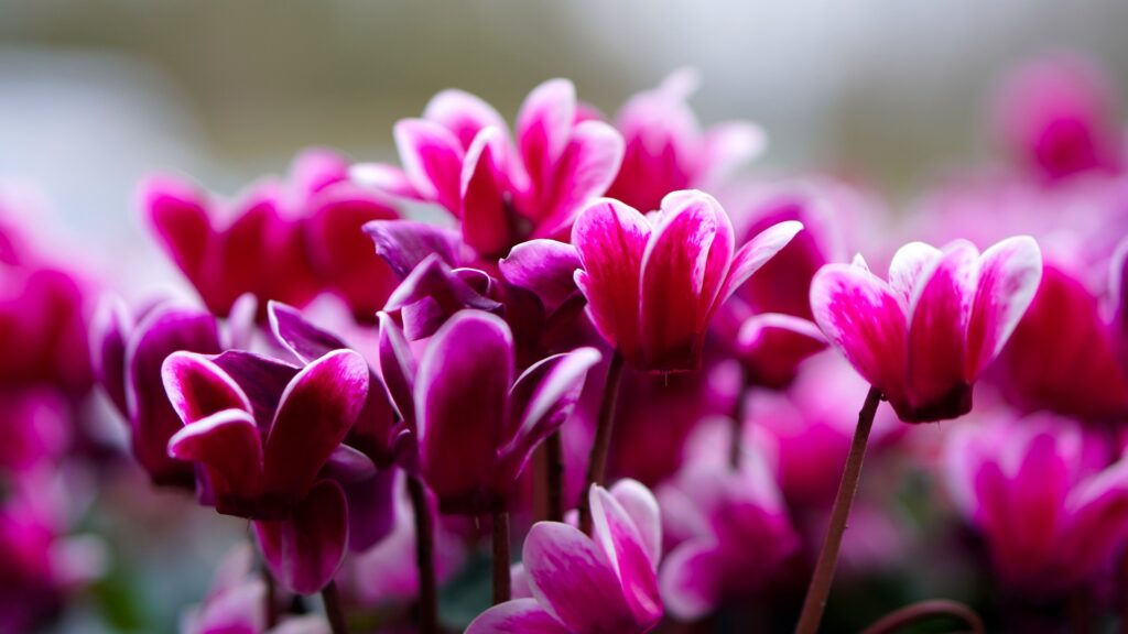Alpenveilchen Cyclamen pink