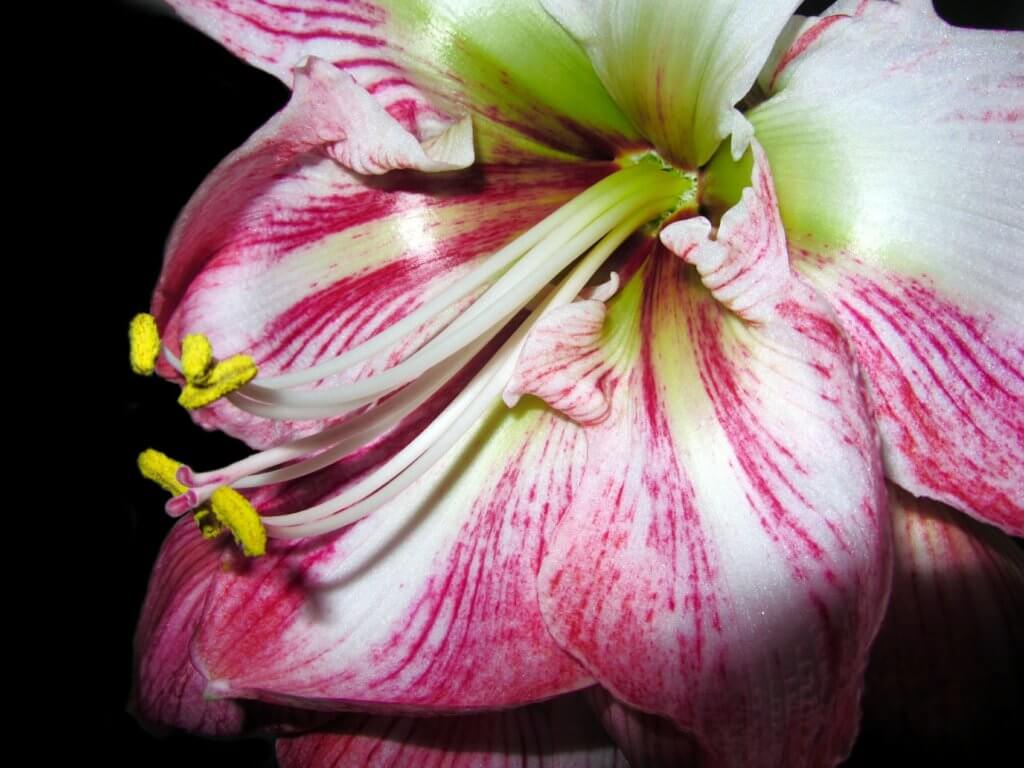 Amaryllis Pink Streifen