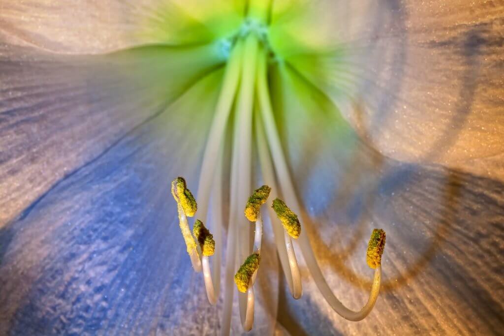 Amaryllis Ritterstern Detail