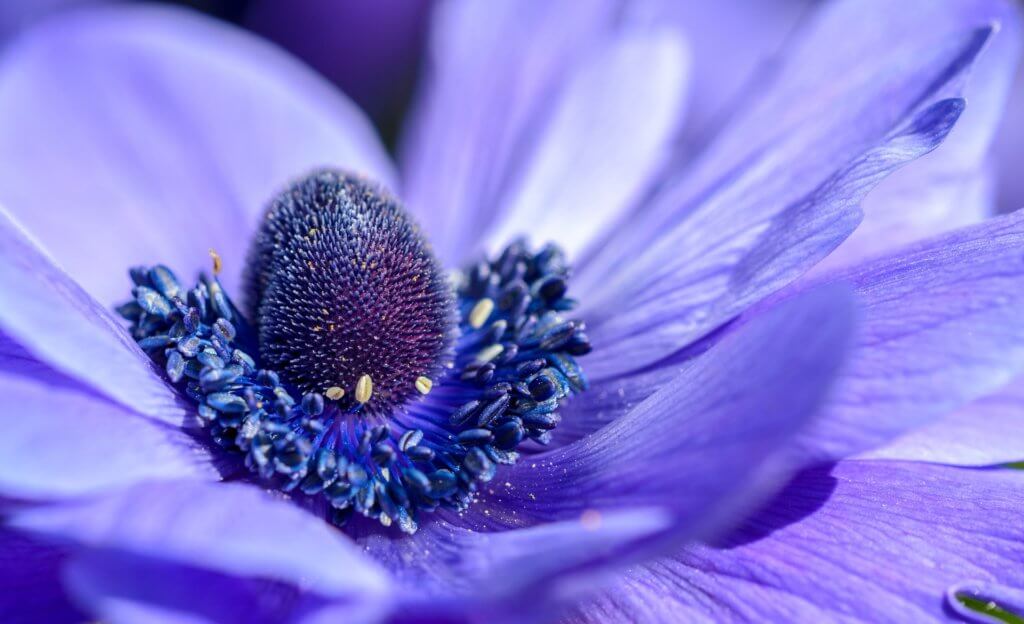 Anemone Coronaria Blau
