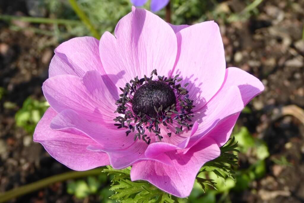 Anemone Coronaria Rosa