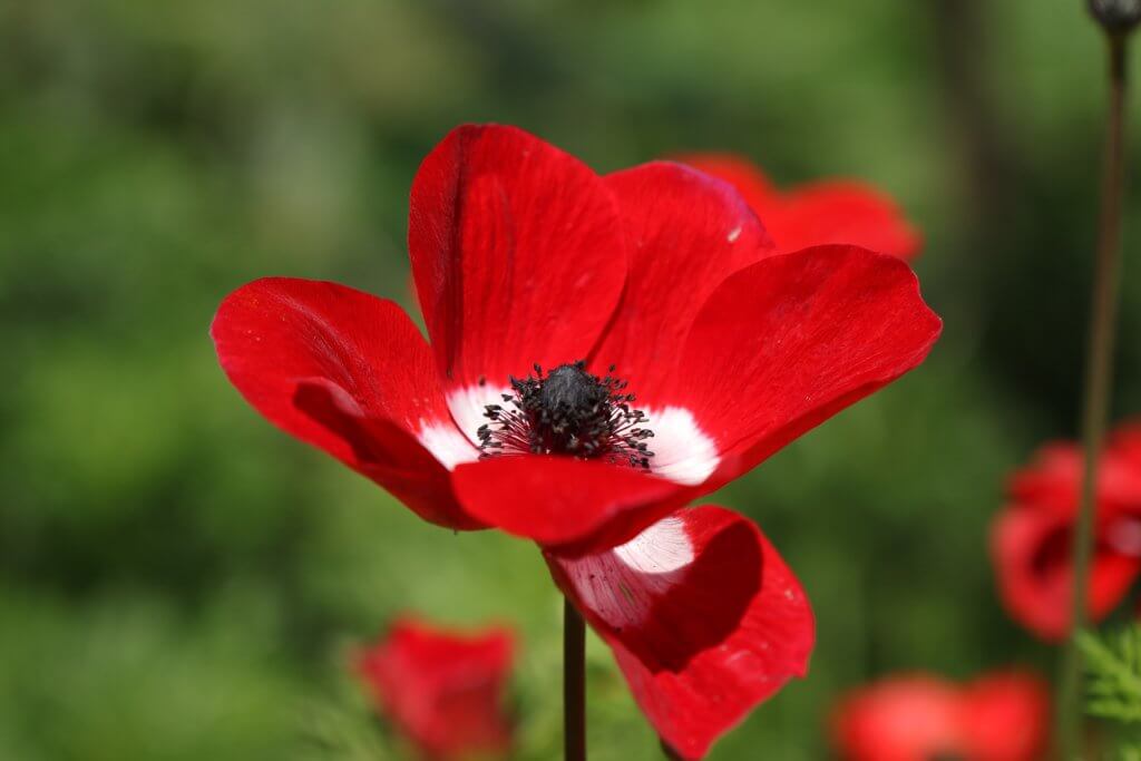 Anemone Coronaria Rot