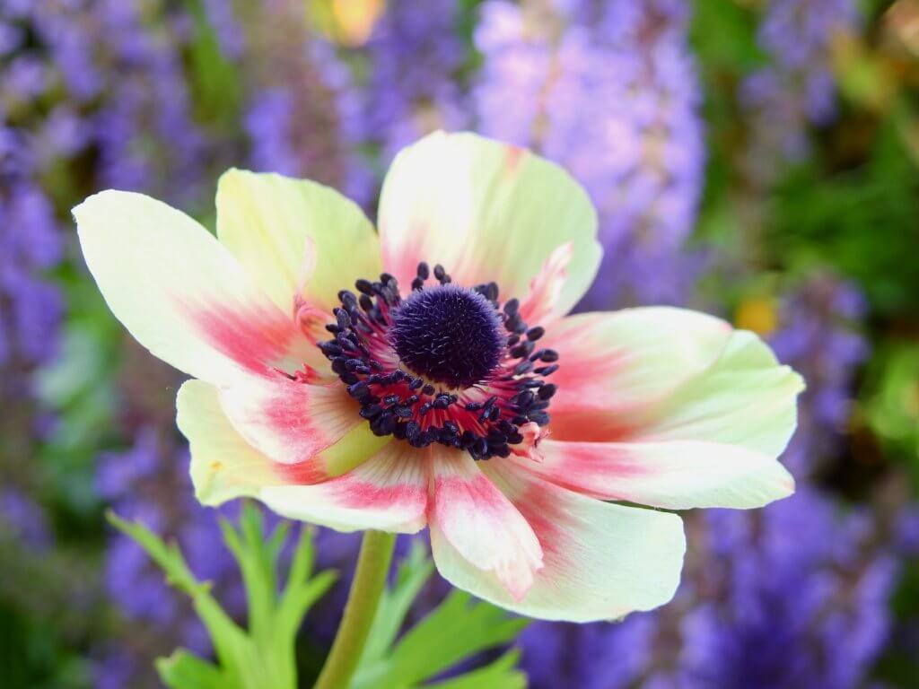 Anemone Coronaria Weiss Rosa