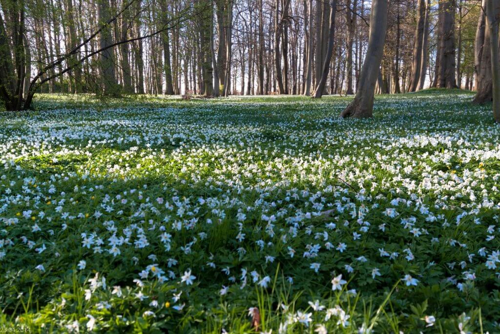 Anemone Nemorosa Im Wald