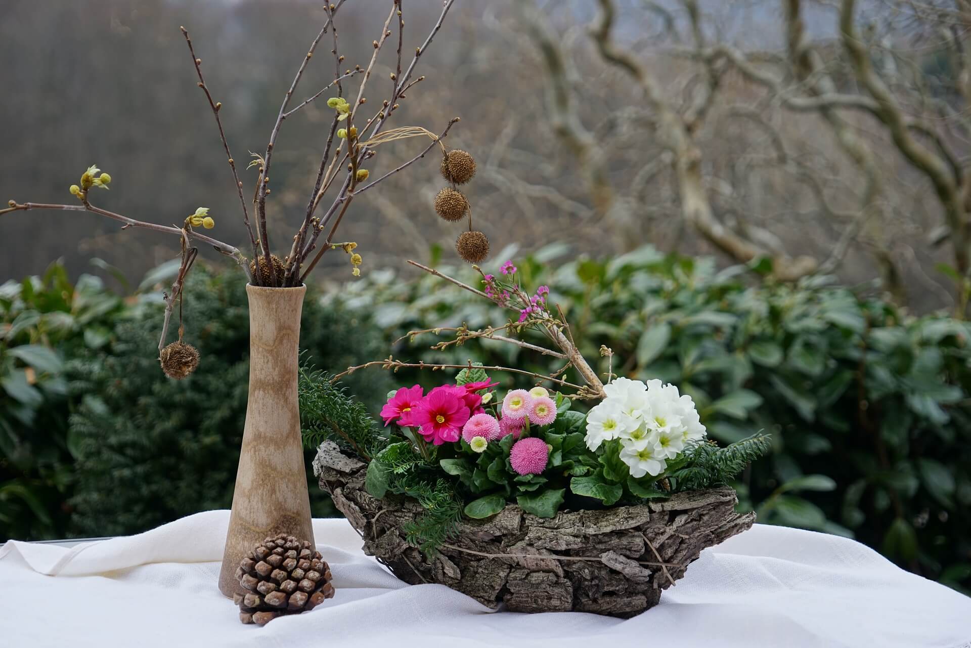 Bellis Gaensebluemchen Primel
