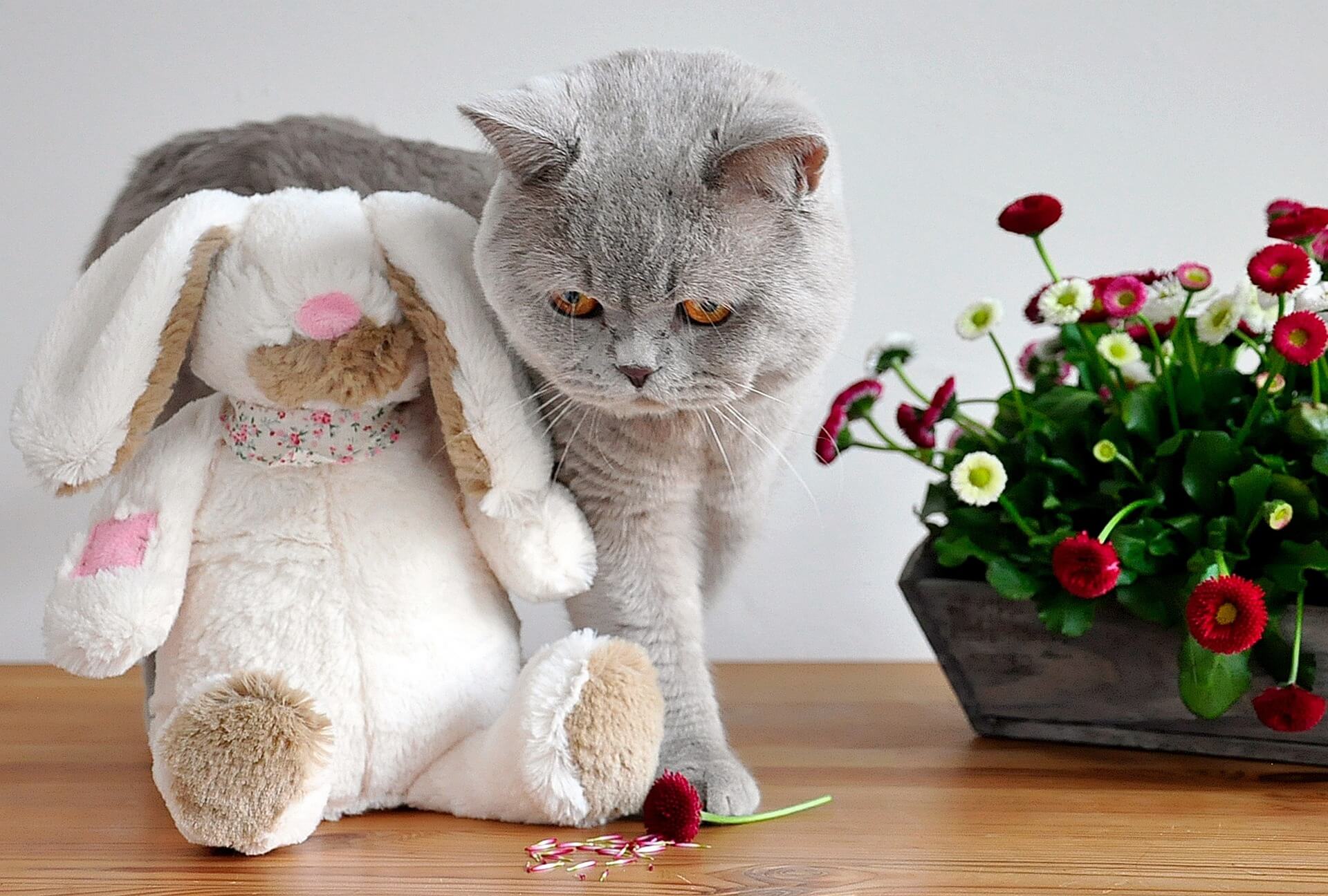 Bellis Mit Katze