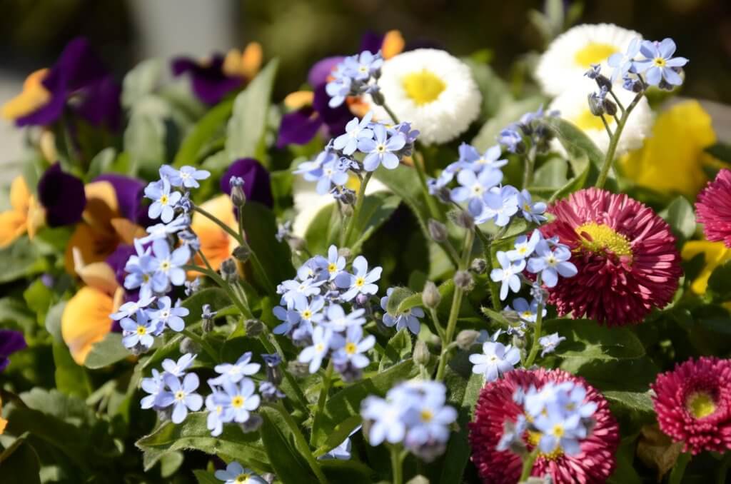 Bellis Myosotis Viola