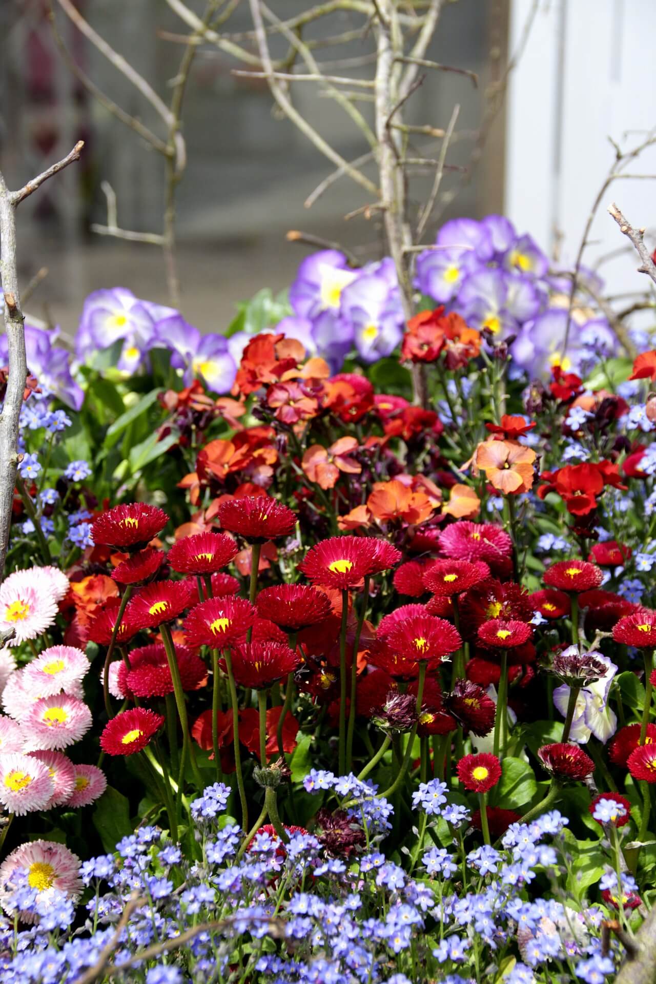 Bellis Myosotis