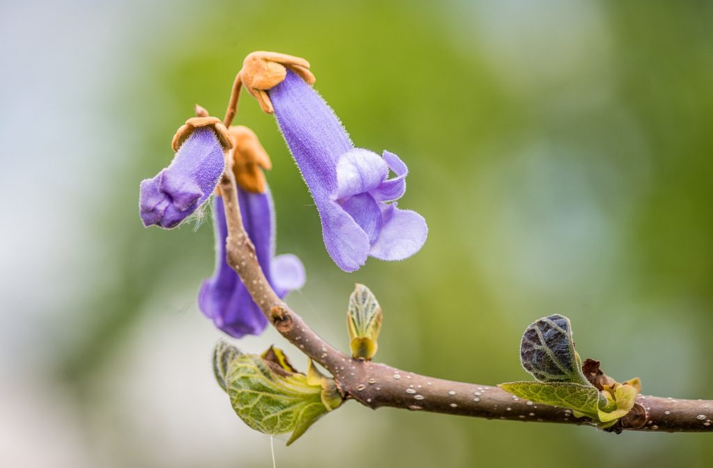 blauglockenbaum bluete