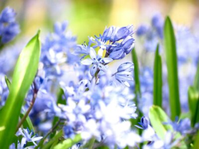 Blaustern-Blüten