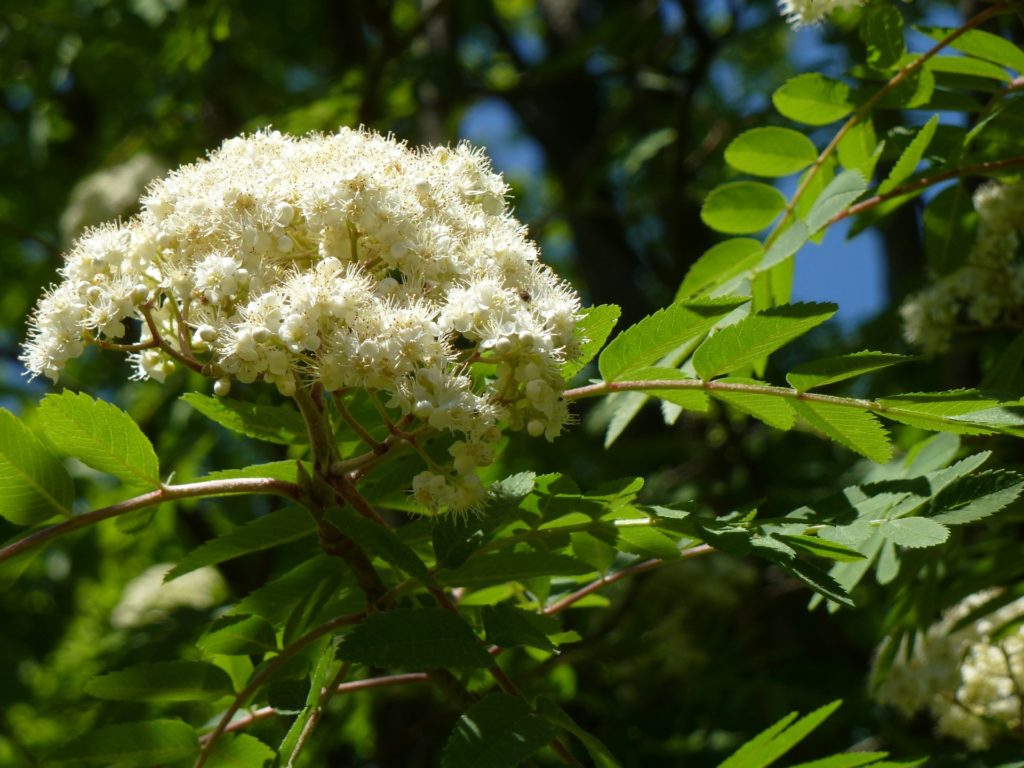 Blüte der Eberesche