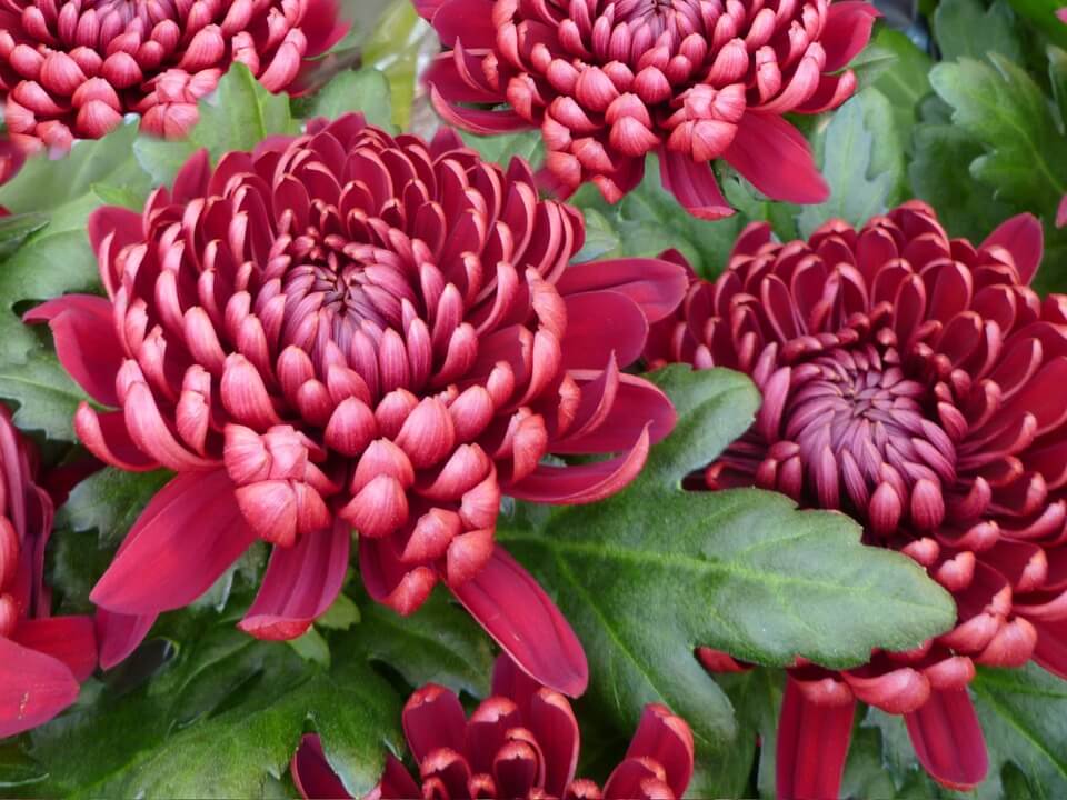 Blume Chrysantheme