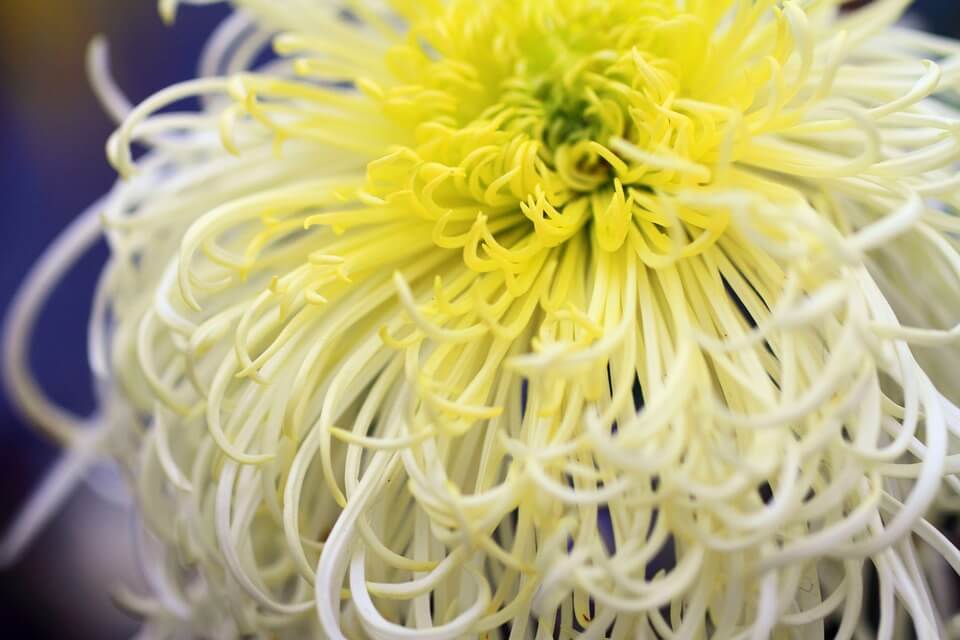 Die Herbstblume Chrysantheme
