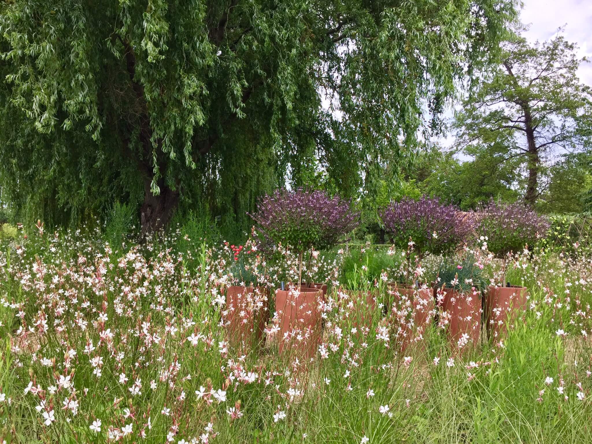 Warum blühen die Blumen beim Nachbarn schöner?