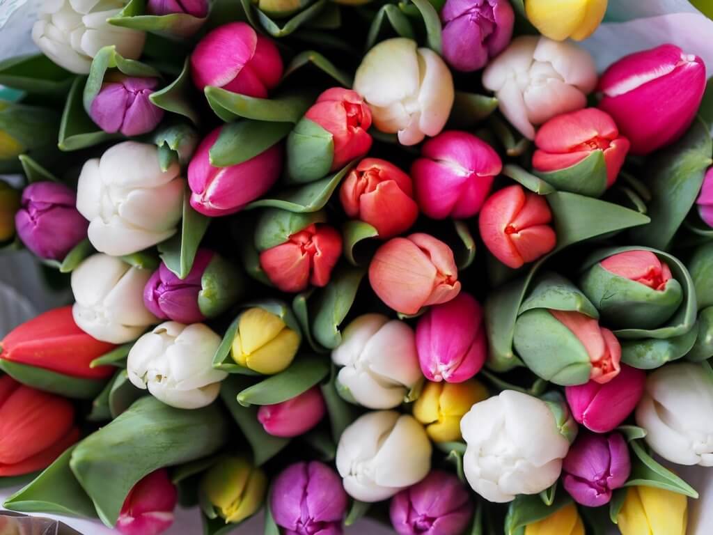 Bund Bunte Tulpen