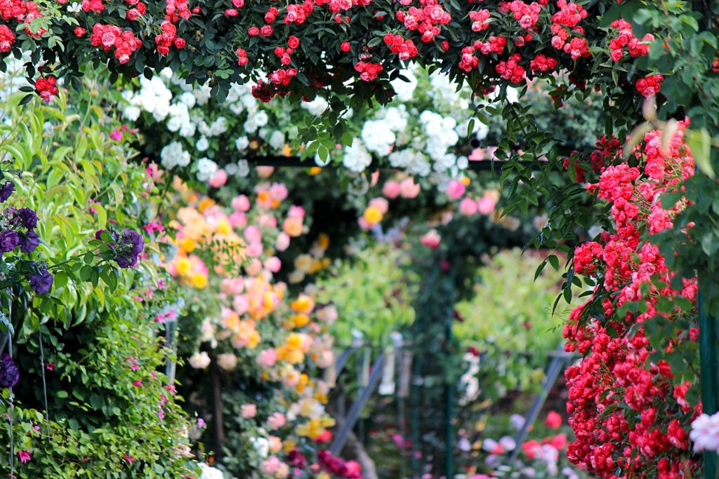 Bunter Rosengarten