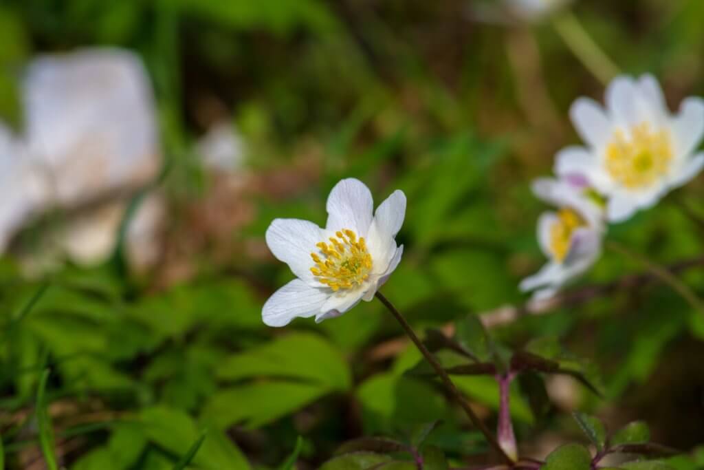 Buschwindroeschen