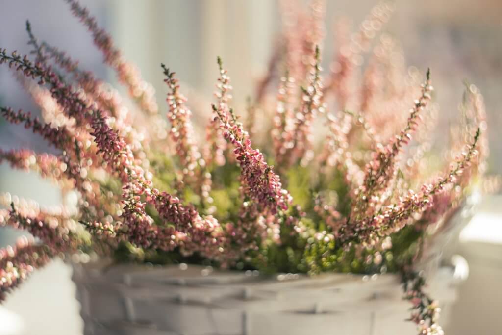Calluna Topf