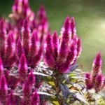Celosia