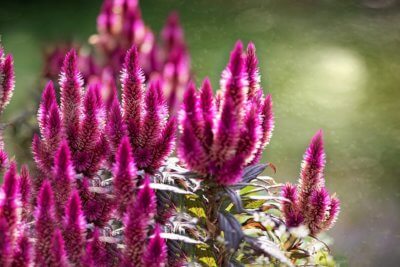 Celosia