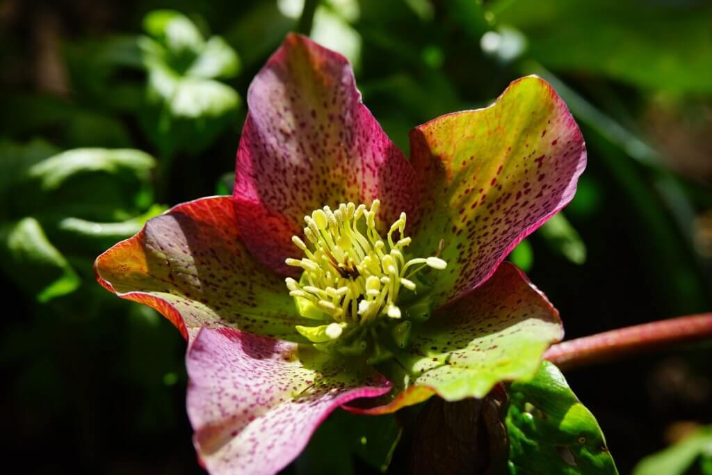 Christrose Lenzrose