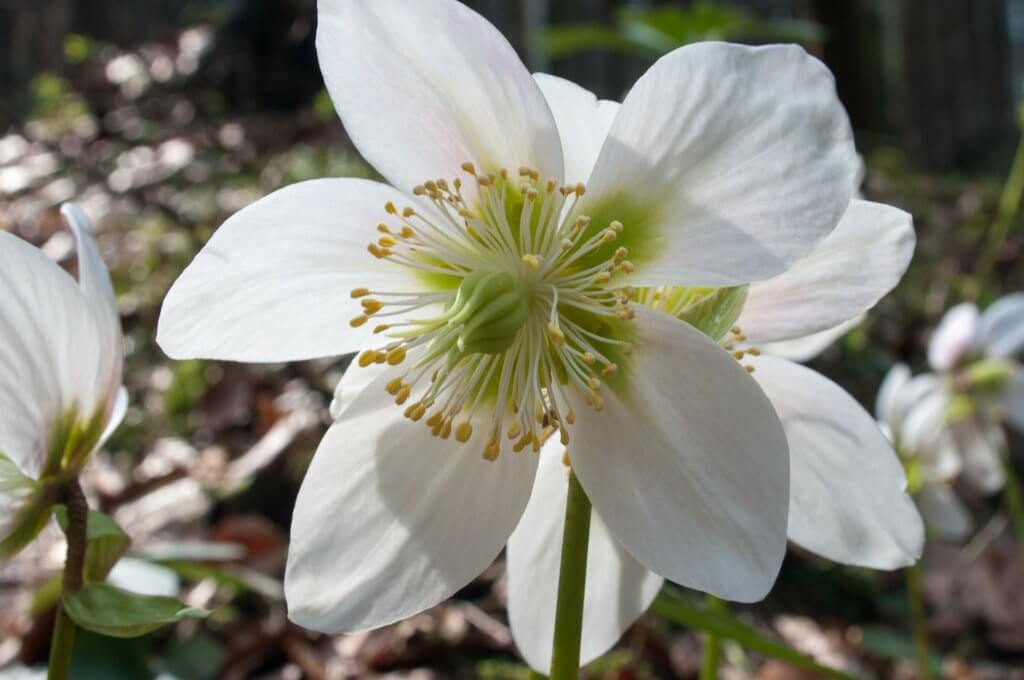 Christrose Weiss