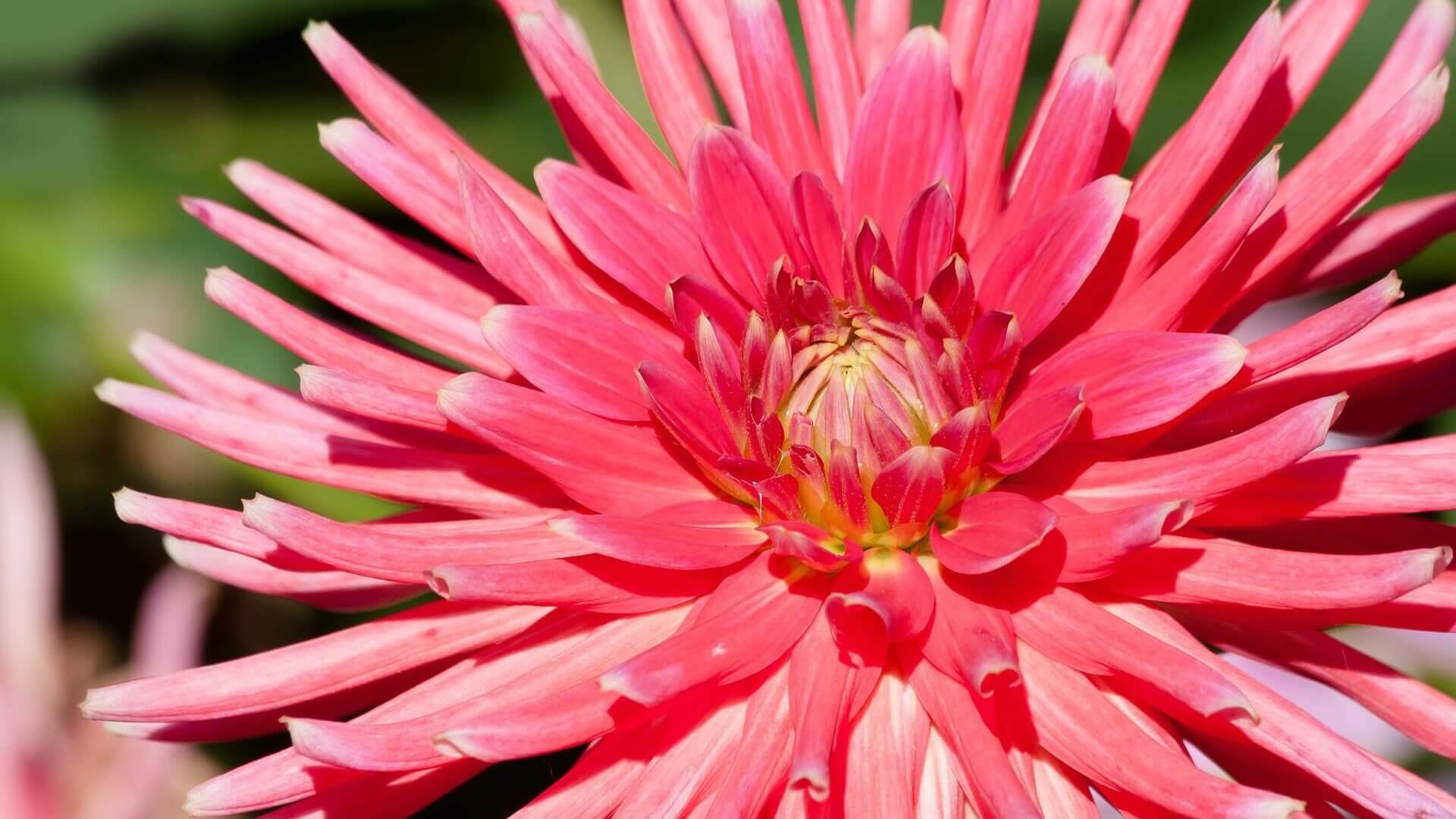 Vielfältig wie keine andere: die Dahlie