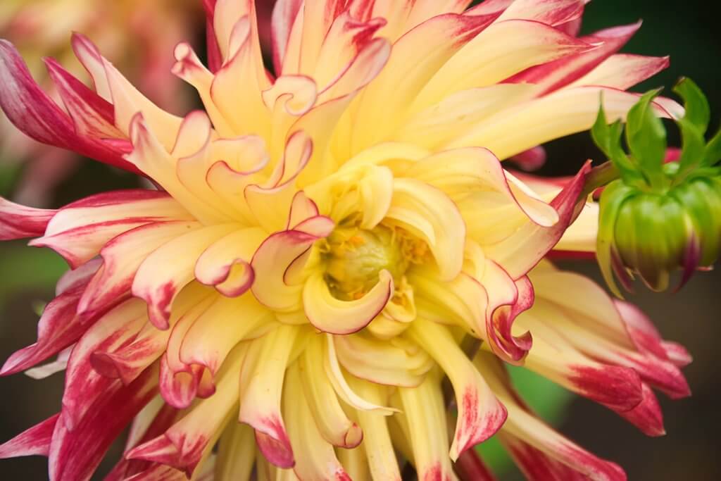 Dahlie Orchideenbluetig