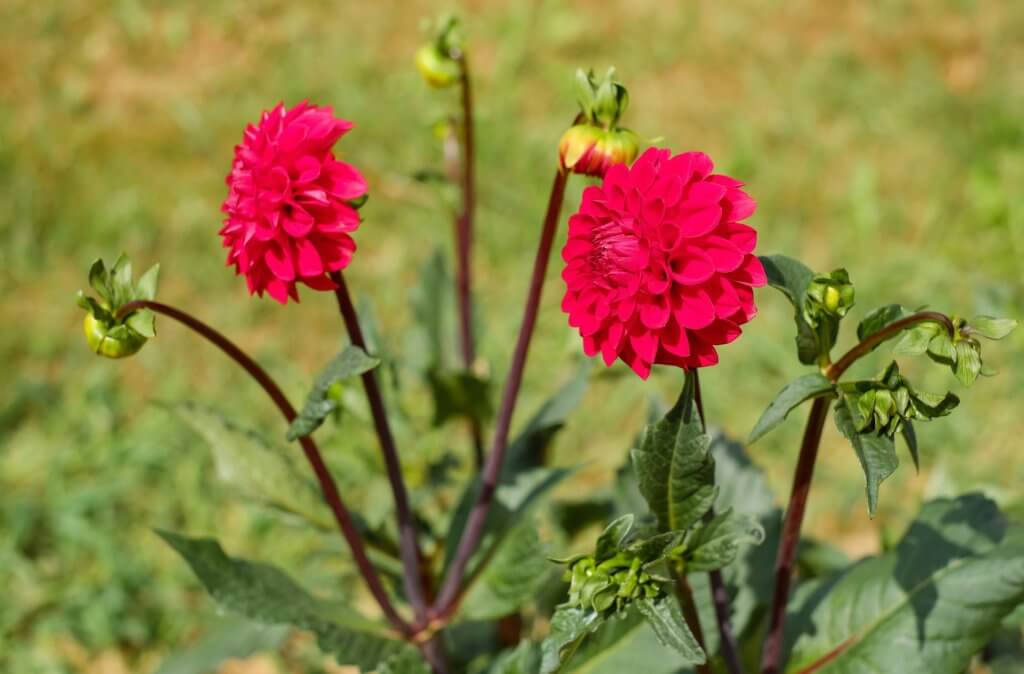 Dahlie Rot Im Garten