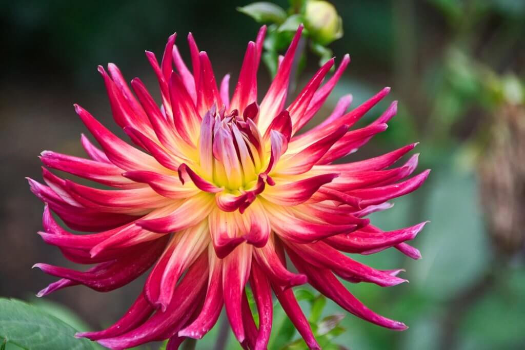 Dahlie Rot Spinnenform