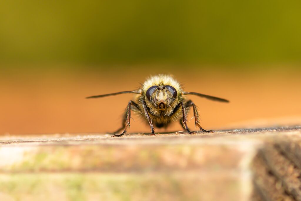 der Hummel ins Gesicht geschaut