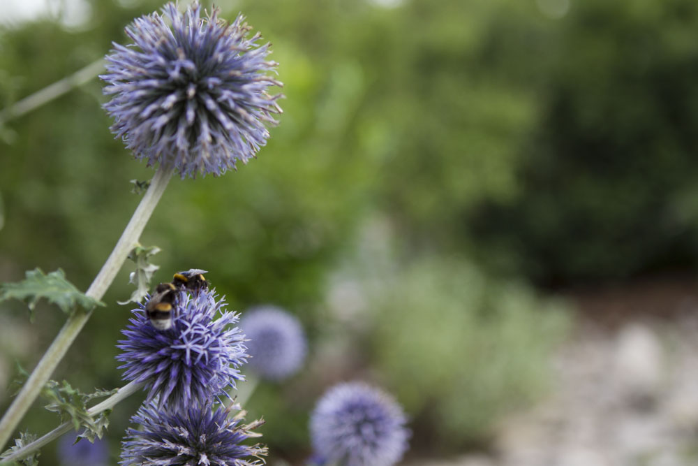 Gartenarbeit im August?