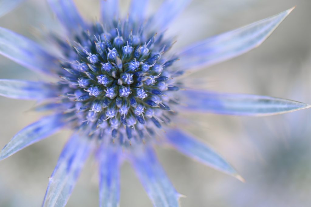 Distelbluete Blau Nahaufnahme