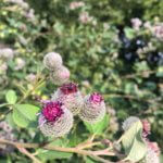 Distelblüte