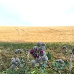 Disteln blühen am Feld