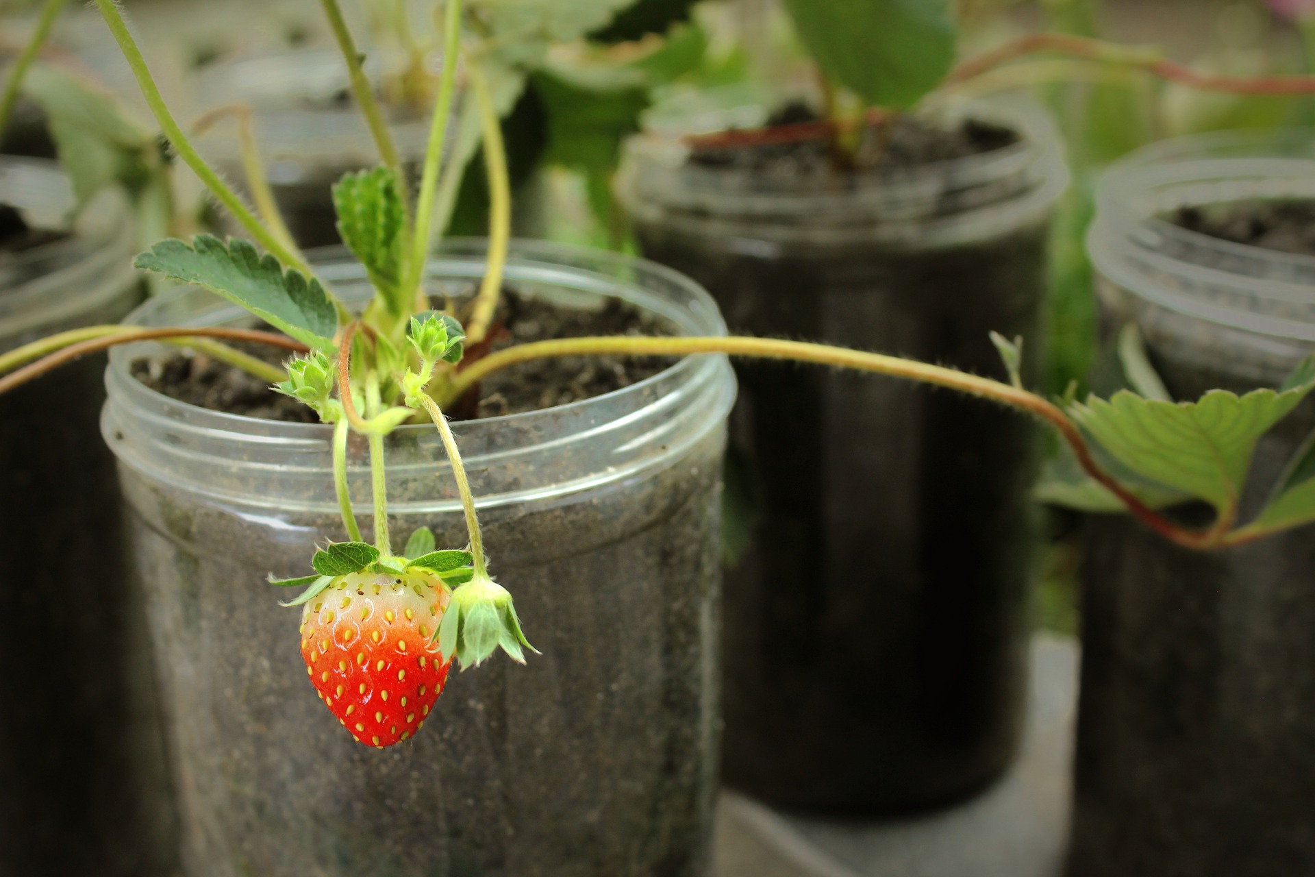 Erdbeeren gedeihen auch auf der Fensterbank