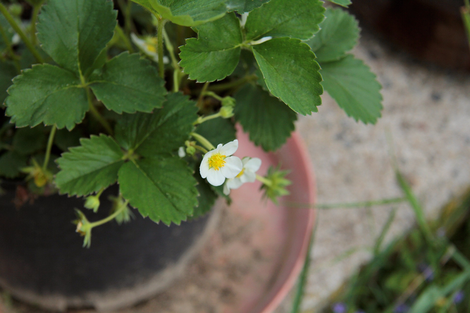 Erdbeerpflanzen mit süßen weißen Blüten