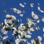 Eucalyptus Blaetter