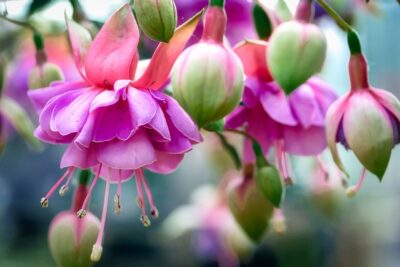 Fuchsie pink