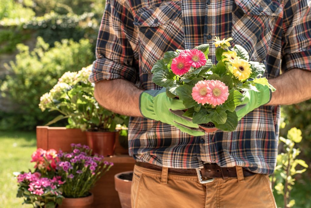 Gärtner mit Gerbera von hier