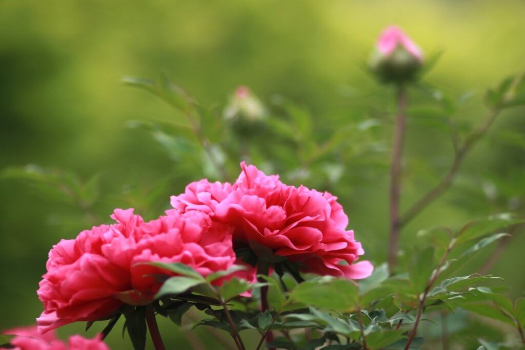 Garten Mit Paeonien