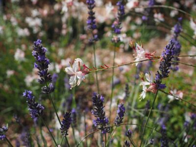 Gaura und Lavendel sind trockenheitsresistente Pflanzen