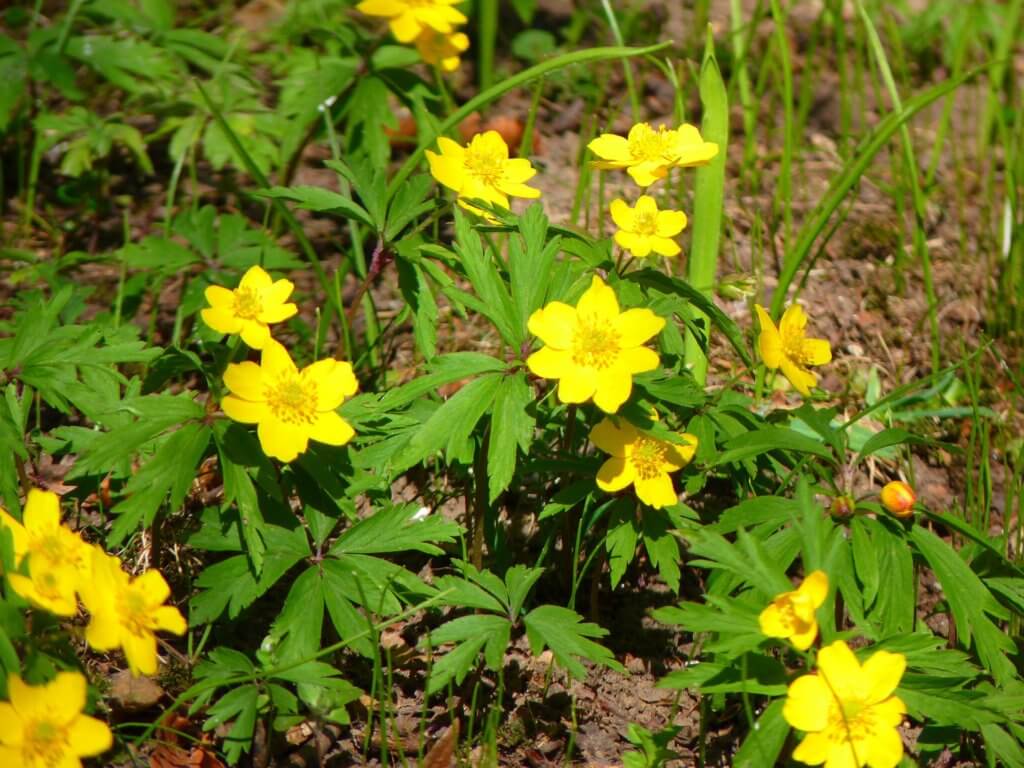 Gelbes Windroeschen