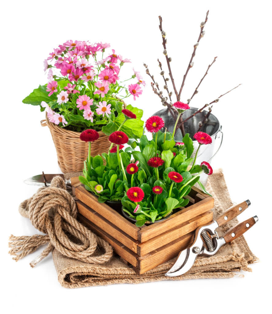Gepflanzte Gänseblümchen