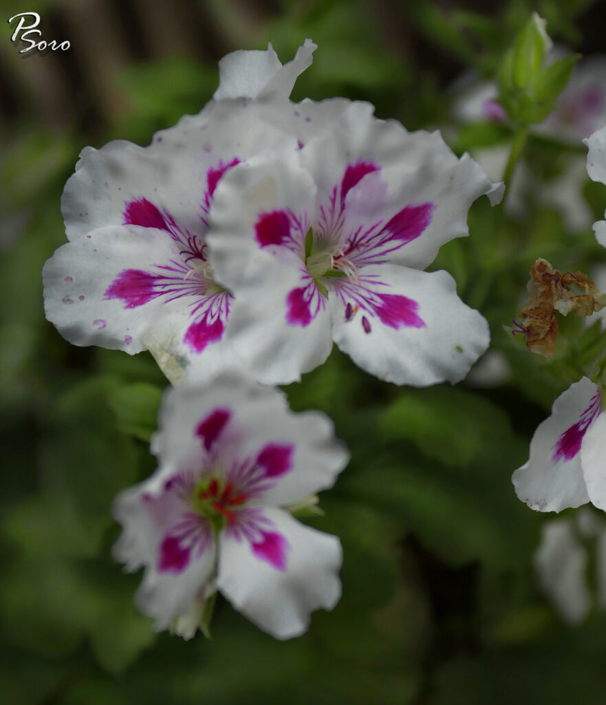Geranienblüte Pelargonium Nahaufnahme