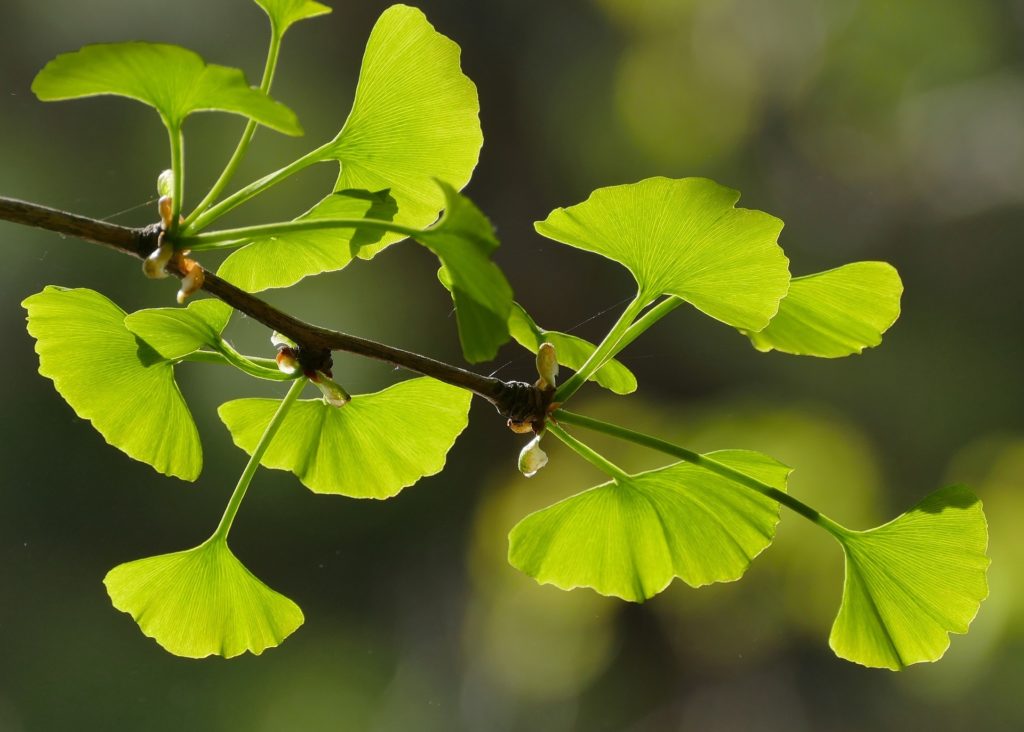 ginkgo baum blaetter
