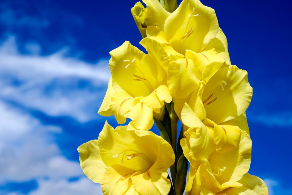 Gladiole Gelb Vor Dem Himmel