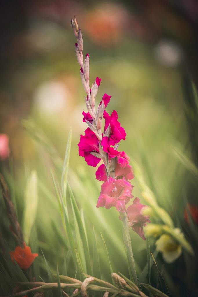 Gladiole Im Feld Magenta Farben